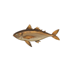 Curry Mackerel