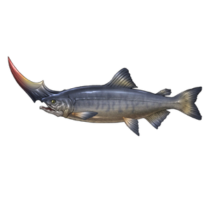 Death-Scythe Salmon