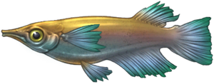 Fountain Minnow
