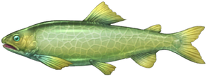 Melon Sweetfish