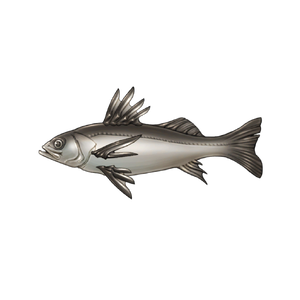 Scissor Seabass