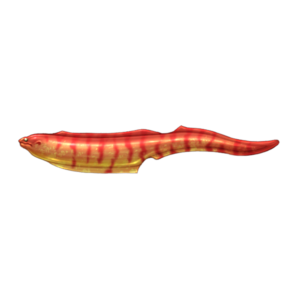 Super Chili Moray